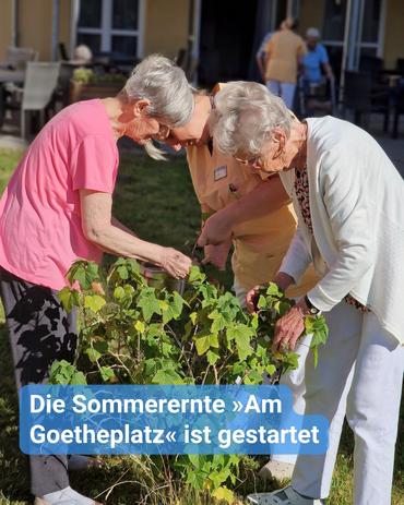Zwei ältere Frauen und eine Pflegekraft ernten gemeinsam Beeren von einem Strauch. Text: 'Die Sommerernte »Am Goetheplatz« ist gestartet'.