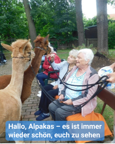 Zwei Seniorinnen sitzen auf einer Parkbank. Vor ihnen sind zwei Alpakas. Eine Dame streichelt das dunkle Alpaka. Bildbeschriftung: Hallo, Alpakas – es ist immer wieder schön, euch zu sehen