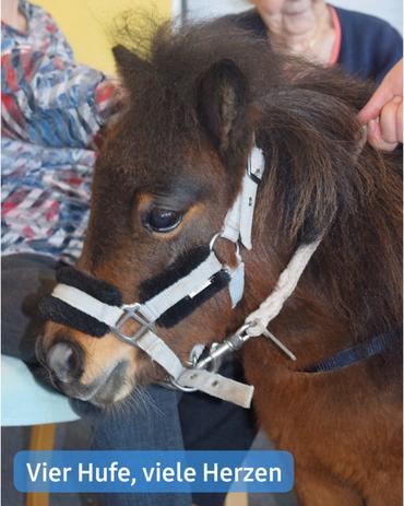 Nahaufnahme eines Ponys, das überwiegend braun ist und eine dunkelbraune bis schwarze Mähne und einen Schwanz trägt. Es trägt eine hellgraue und schwarze Halfter, ausgestattet mit einer Metallschnalle und einer daran befestigten Führleine. Das Pferd wirkt gelassen und ist teilweise der Betrachterin oder dem Betrachter zugewandt. In der oberen rechten Ecke ist die Hand einer Person zu sehen, die offenbar das Pferd streichelt oder mit ihm interagiert. Die Person, die das Pferd von hinten streichelt, ist ebenfalls sichtbar, und ihr Arm ist erkennbar. Im Hintergrund zeichnen sich Teile einer Person in einem blauen und weißen gemusterten Hemd sowie einer Person mit heller Haut und grauen Haaren ab, die anscheinend ein älterer Erwachsener in einem dunkleren Hemd ist. Ein Banner am unteren Rand trägt die Aufschrift "Vier Hufe, viele Herzen."