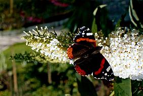 Sommer image-49521