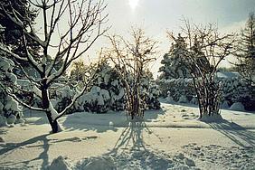 Winter image-49523