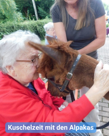 Eine ältere Dame hat eine herzliche Begegnung mit einem Alpaka. Sie lehnt ihre Stirn an den Kopf des Tieres. Bildbeschriftung: Kuschelzeit mit den Alpakas
