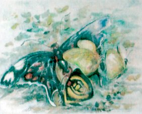 Bilderspende schmetterling image-49020