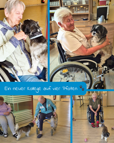Fotocollage mit vier Fotos, die Seniorinnen und Senioren beim Kuscheln und Spielen mit einem Hund zeigen. Bildbeschriftung: „Ein neuer Kollege auf vier Pfoten“