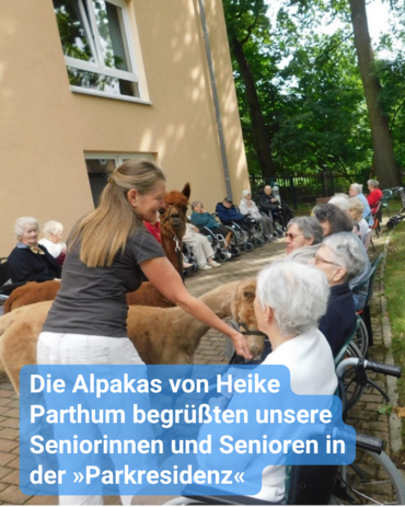 Viele Seniorinnen und Senioren begegnen zwei Alpakas mit ihrer Besitzerin draußen im Garten einer Seniorenresidenz. Bildbeschriftung: Die Alpakas von Heike Parthum begrüßten unsere Seniorinnen und Senioren in der »Parkresidenz«