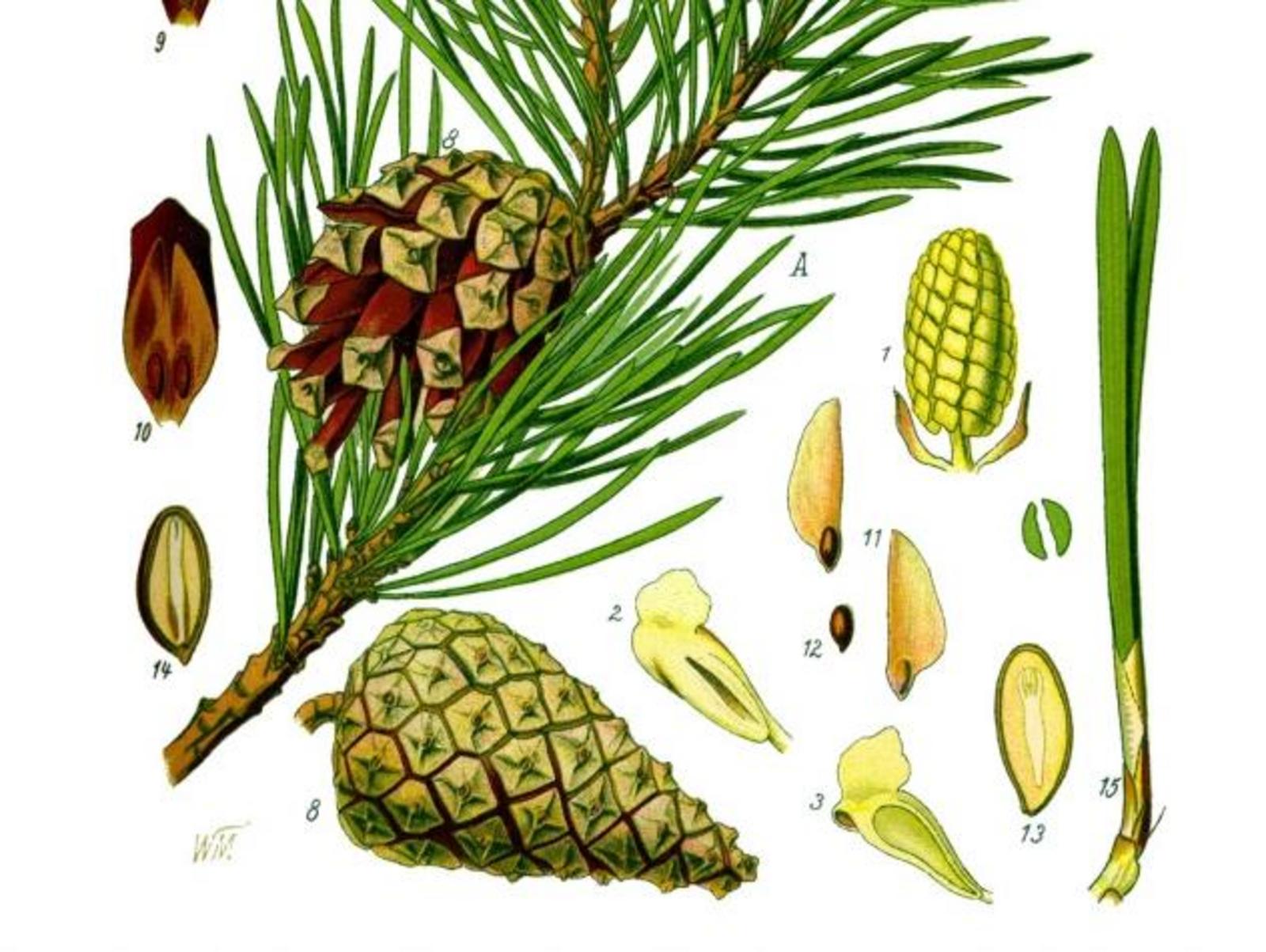 Illustration Pinus Sylvestris0 New